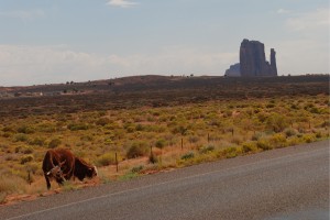 USA_08_Monument_cow