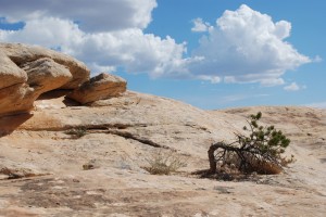 Witte rots in Natural Bridges NP