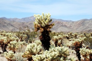 USA_08_Opuntia_Cholla