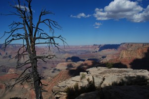 USA_08_grand_canyon_tree