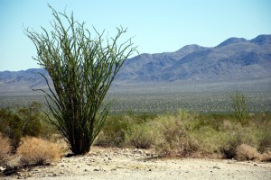 Ocotillo