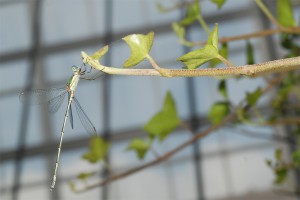 Onleefbaar? Libelle in mijn tuin met zicht op de de glazen geluidswal op de garage.