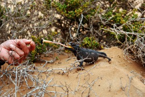 Swakopmund