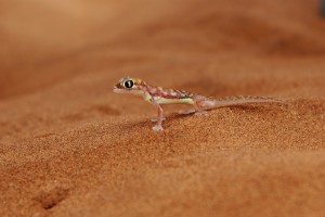 Swakopmund