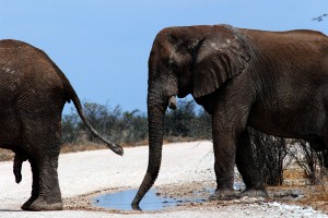 Olifant